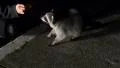 4K California Raccoon 06 Night 4k or 4k+ Resolution