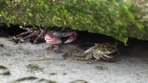 4k. California tide pool. Two crabs sitting under stone covered with green algae 스톡 동영상 91295501