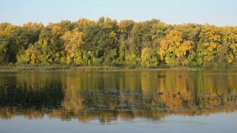 4K calm view of the river with floating ducks and autumn forest. Stock Footage 98390273