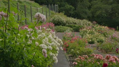 4k Calming Plants Berkeley Rose Garden Flower swaying in the wind with path day Video stock 137833407