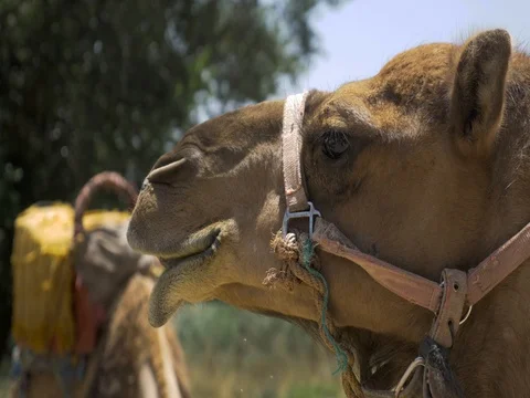 4K Camel chewing in Morocco 스톡 동영상 70307970
