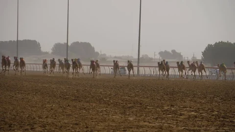 4K, camel race in Dubai Stock Footage 108379357