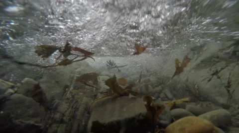 4K Camera between rocks and pebbles underwater as waves roll in Seaweed flows Stock Footage 45623689