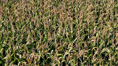 4K camera drone flying backwards over crops field in rural area. Stock Footage 162925498