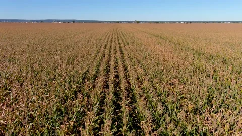 4K camera drone flying backwards over crops field in rural area. 스톡 동영상 163298156