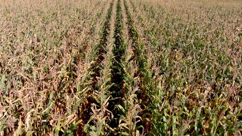 4K camera drone flying backwards over crops field in rural area. Vídeos de archivo 164000573