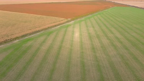 4K camera drone flying over a wheat crops field in rural area. Stock Footage 162621903