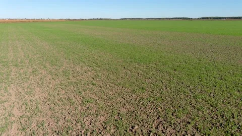4K camera drone flying over a wheat crops field in rural area. Stock Footage 163771942