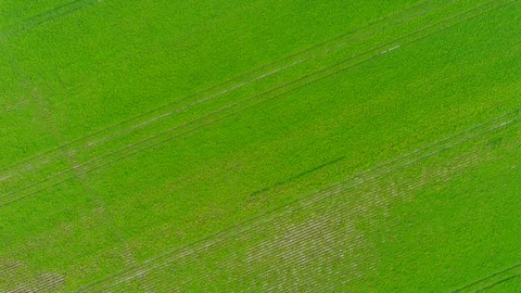 4K camera drone flying over a wheat crops field in rural area. Видео 275440503