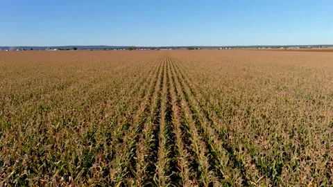 4K camera drone sideways flying over corn crops field in rural area. Stock Footage 162409110