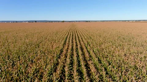 4K camera drone sideways flying over corn crops field in rural area. 스톡 동영상 162923231