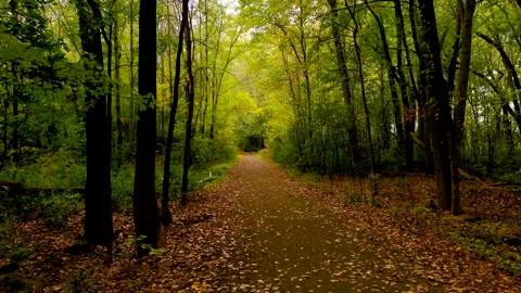4K camera drone slow backwards flight into the forest, fall season colors. Stock Footage 162622661