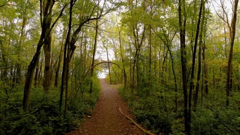 4K camera drone slow backwards flight into the forest, fall season colors. Video stock 163771190
