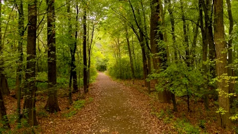 4K camera drone slow flight into the forest, fall season colors. Stock Footage 162430711