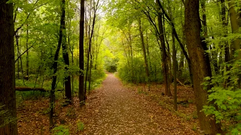 4K camera drone slow flight into the forest, fall season colors. Stock Footage 162925685
