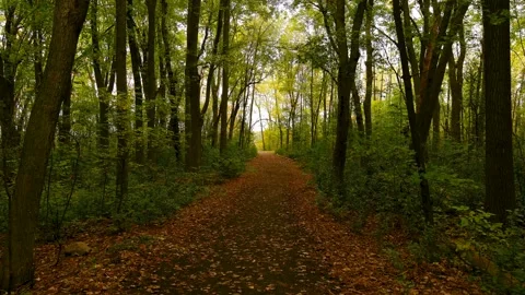 4K camera drone slow flight into the forest, fall season colors. Vídeos de archivo 163298757