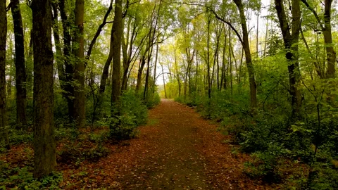 4K camera drone slow flight into the forest, fall season colors. Vídeos de archivo 164001072