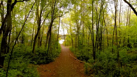 4K camera drone slow flight into the forest, fall season colors. Vídeos de archivo 164562432