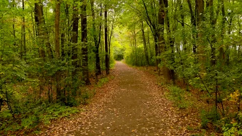 4K camera drone vertical climb into the forest, fall season colors. Stock Footage 162409132