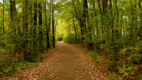 4K camera drone vertical climb into the forest, fall season colors. Stock Footage 163168593