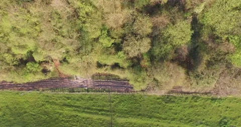 4k camera flying bird view from grass to trees. Video stock 49512147