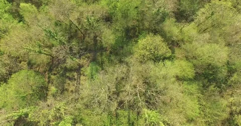 4k camera flying bird view from trees to grass. Stock Footage 49512679