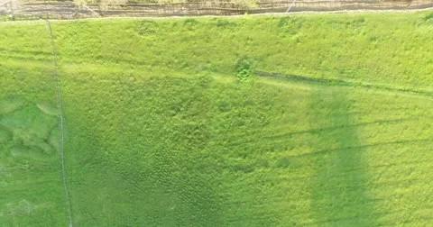 4k camera flying bird view from grass to trees. Video stock 49512745