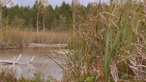 4K - Camera motion through a forest swamp Stock Footage 97701897