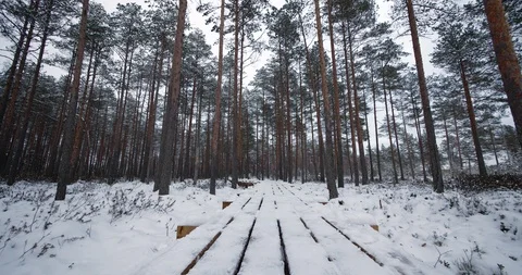 4K - Camera moves along the road in pine forest Stock Footage 100433469