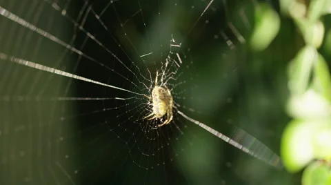 4K Camera reveals a spider in the centre of its web, shot on Red Epic Dragon Stock Footage 55071671