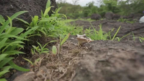 4K Camping Footage 库存影片 157265187