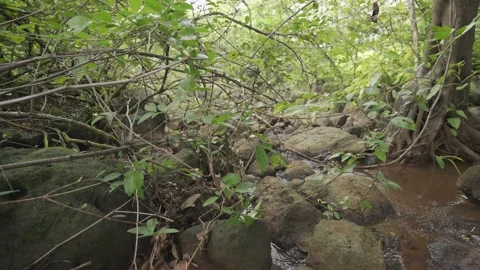 4K Camping Footage 库存影片 157265204