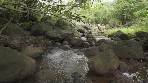 4K Camping Footage 库存影片 157265274