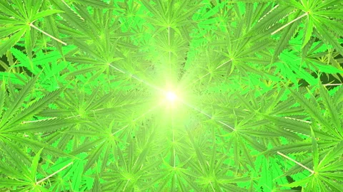 4k Cannabis Leafs Looping Background Video stock 130983958