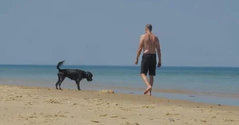 4K Cape Cod dog fetching ball Stock Footage 70920402