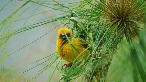 4K - Cape Weaver - building a nest 3, threading grass, medium. 4K bird Stock Footage 111344702