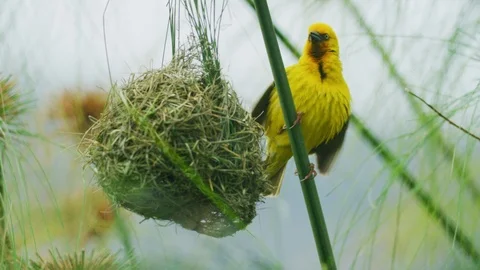4K - Cape Weaver - destroying a nest 3, mating display near damaged nest Stock Footage 111344635