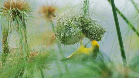 4K - Cape Weaver - destroying a nest 8, hanging under, pulling strands. 4K Stock Footage 111344733