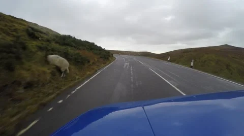 4K car driving on empty road, sheep crossing the road in front of car Stockbeeldmateriaal 47436738