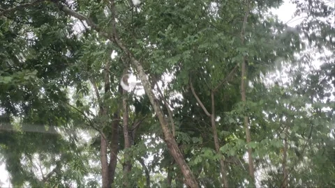 4k car window wiper scene While it was raining in the lush green forest 스톡 동영상 222570460
