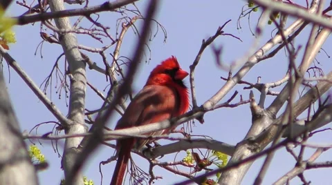 4K Cardinal songbird chirping, sound Stock Footage
