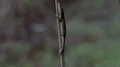 4K Carolina Anole (Anolis Carolensis) Clinging to Reed 4k or 4k+ Resolution