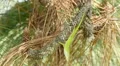 4K Carolina anole (Anolis carolinensis) 1 4k or 4k+ Resolution
