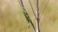 4K Carolina anole (Anolis carolinensis) 4k or 4k+ Resolution