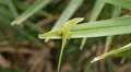4K Carolina anole (Anolis carolinensis) Male Extending Dewlap 4k or 4k+ Resolution