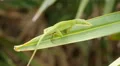 4K Carolina anole (Anolis carolinensis) Male Perching 4k or 4k+ Resolution
