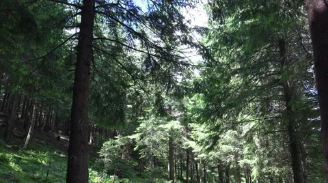 4K Carpathian Pine Forest in Summer Stock Footage 67133061