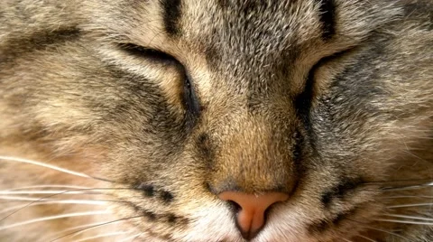 4k cat with closed eyes close up macro Stock Footage 50200121