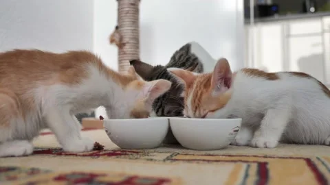 4K| cat eating Stock Footage 218585181