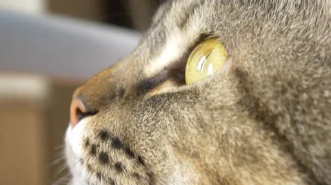 4k cat eye ball close up macro Stock Footage 50199888